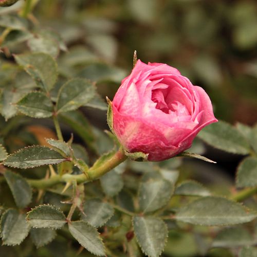 Rosa Blush™ Pixie® - roz - Trandafir copac cu trunchi înalt - cu flori mărunți - coroană compactă